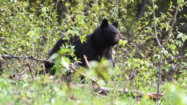 Μαύρη Αρκούδα Στα Καναδικά Βραχώδη Όρη — Αρχείο Βίντεο