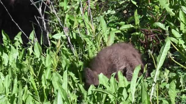 Schwarzbär Den Kanadischen Rocky Mountains — Stockvideo