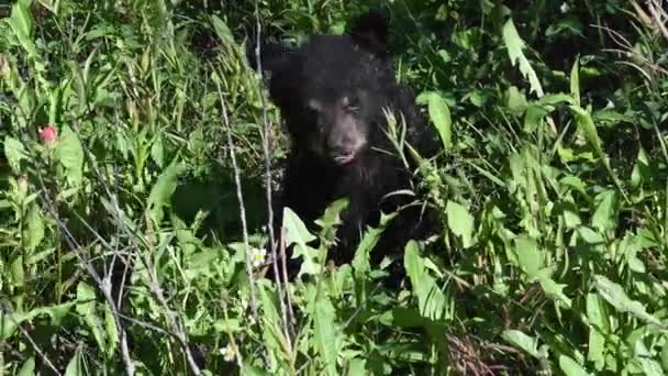 Schwarzbär Den Kanadischen Rocky Mountains — Stockvideo