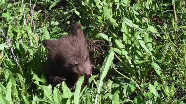 Schwarzbär Den Kanadischen Rocky Mountains — Stockvideo