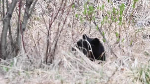 Чорний Ведмідь Скелястих Горах Канади — стокове відео