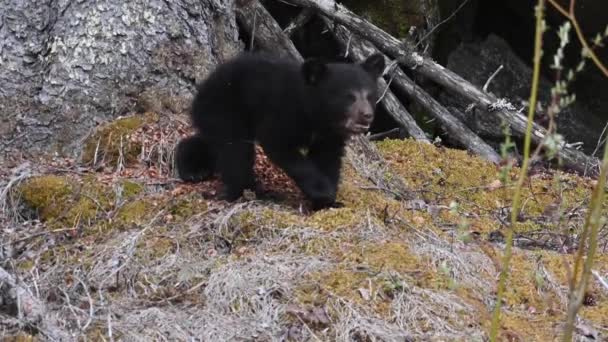 Schwarzbär Den Kanadischen Rocky Mountains — Stockvideo