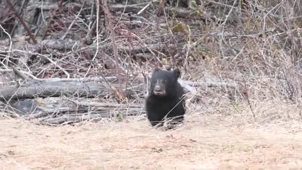 Oso Negro Las Montañas Rocosas Canadienses — Vídeos de Stock