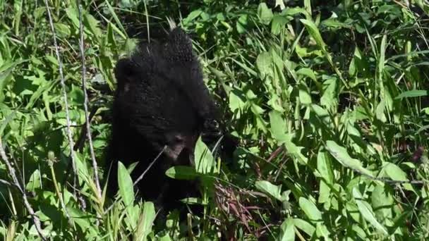 Schwarzbär Den Kanadischen Rocky Mountains — Stockvideo