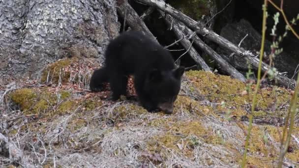 Czarny Niedźwiedź Canadian Rockies — Wideo stockowe