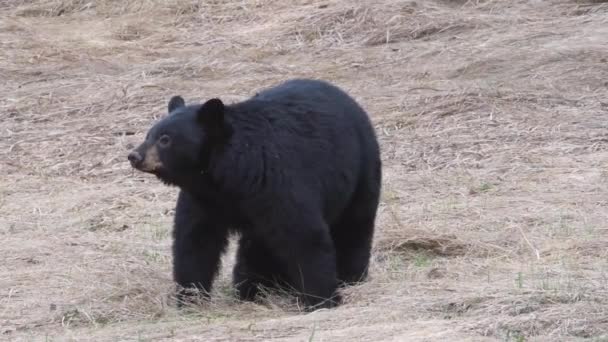 Černý Medvěd Kanadských Skalách — Stock video
