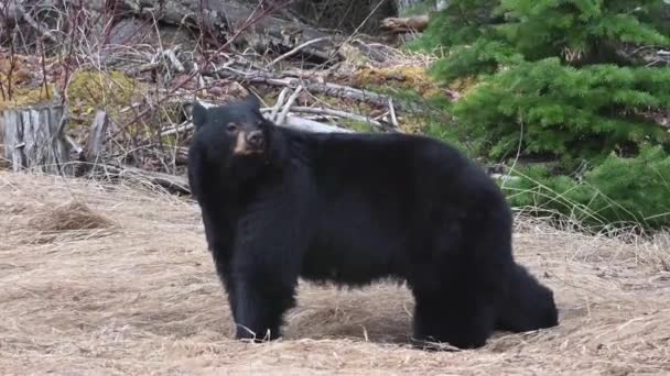 Schwarzbär Den Kanadischen Rocky Mountains — Stockvideo