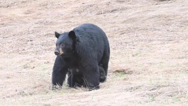 Fekete Medve Kanadai Sziklás Hegységben — Stock videók