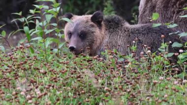 Kanada vahşi doğasında boz ayı
