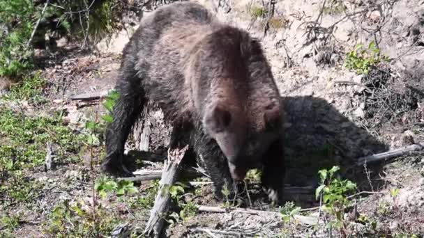Grizzly Medve Kanadai Vadonban — Stock videók