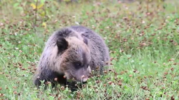 Oso Pardo Desierto Canadiense — Vídeo de stock