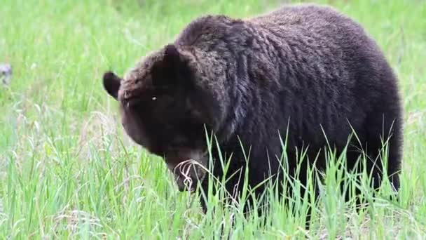 캐나다 광야에서 식하는 회색곰 — 비디오