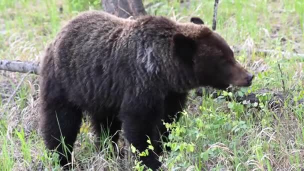 Medvěd Grizzly Kanadské Divočině — Stock video