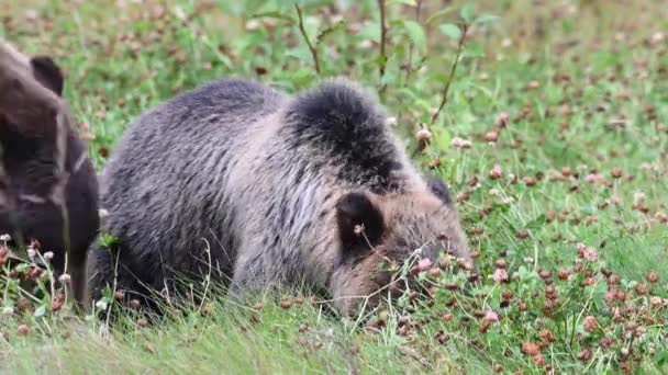 Grizzlybär Der Kanadischen Wildnis — Stockvideo