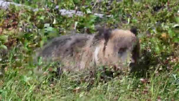 Oso Pardo Desierto Canadiense — Vídeos de Stock