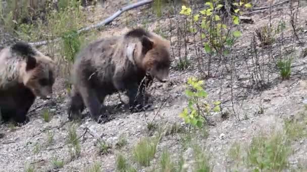 Oso Pardo Desierto Canadiense — Vídeo de stock