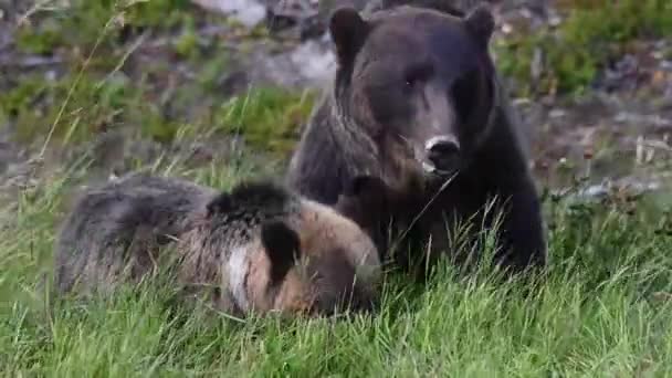 Grizzlybär Der Kanadischen Wildnis — Stockvideo