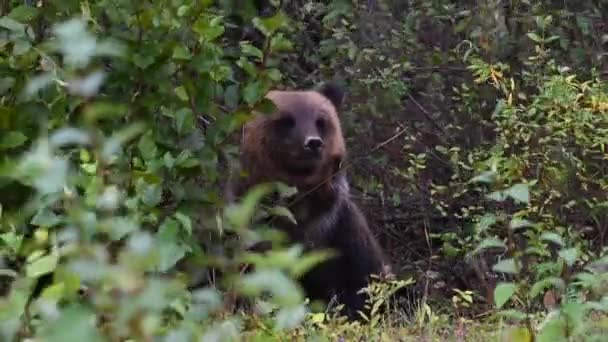 Grizzly Medve Kanadai Vadonban — Stock videók