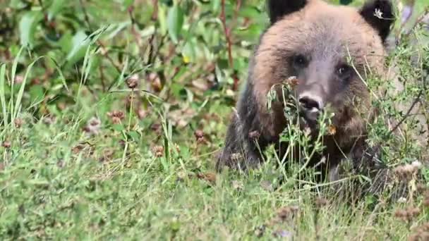 Grizzlybjörn Kanadas Vildmark — Stockvideo