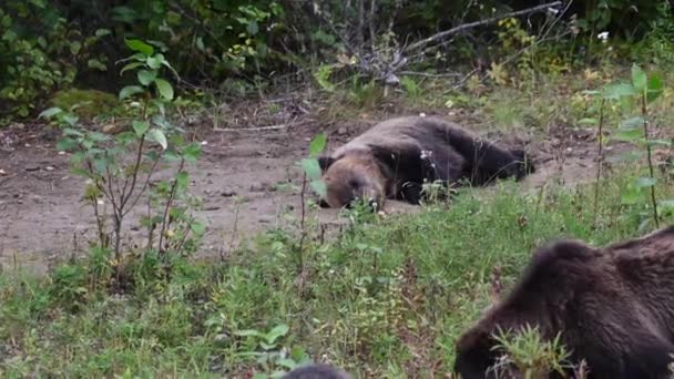 Oso Pardo Desierto Canadiense — Vídeo de stock