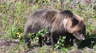 Kanada vahşi doğasında boz ayı
