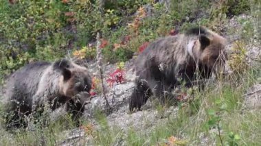 Kanada vahşi doğasında boz ayı