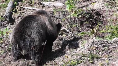 Kanada vahşi doğasında boz ayı