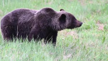 Kanada vahşi doğasında boz ayı