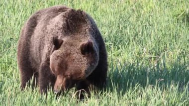Kanada vahşi doğasında boz ayı