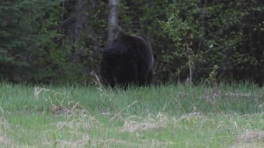 Kanada vahşi doğasında boz ayı