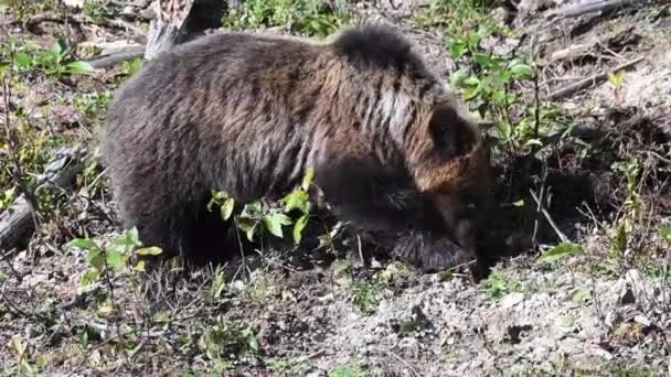 Grizzlybär Der Kanadischen Wildnis — Stockvideo