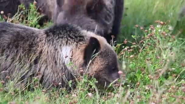 Oso Pardo Desierto Canadiense — Vídeo de stock