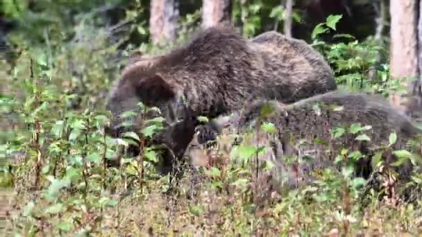 Beruang Grizzly Padang Gurun Kanada — Stok Video