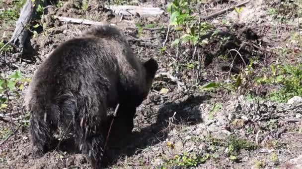 Grizzly Beer Canadese Wildernis — Stockvideo