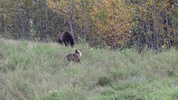 カナダの荒野でグリズリークマ — ストック動画