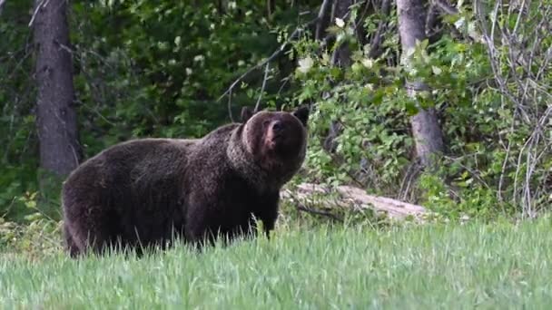 Grizzly Beer Canadese Wildernis — Stockvideo