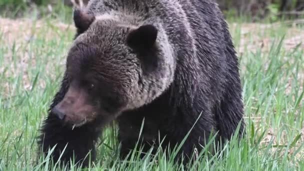 Niedźwiedź Grizzly Kanadyjskiej Dziczy — Wideo stockowe