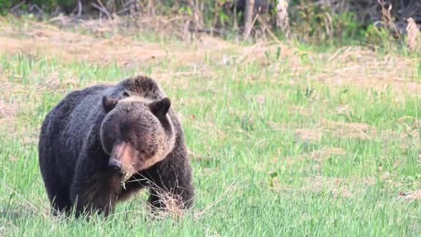 Niedźwiedź Grizzly Kanadyjskiej Dziczy — Wideo stockowe