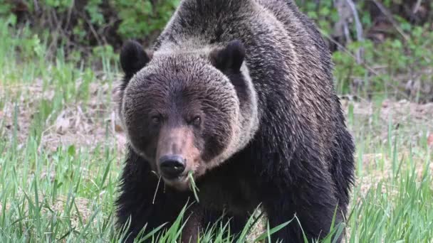 Grizzlybär Der Kanadischen Wildnis — Stockvideo