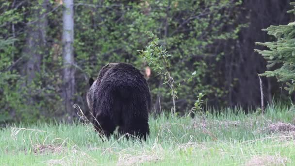 Medvěd Grizzly Kanadské Divočině — Stock video