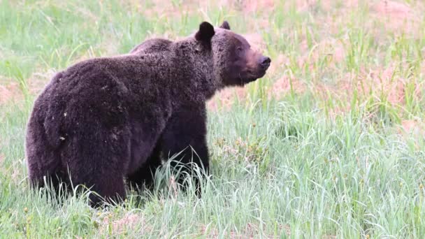 Urso Pardo Deserto Canadense — Vídeo de Stock