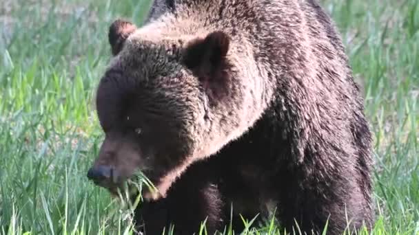 캐나다 광야에서 식하는 회색곰 — 비디오