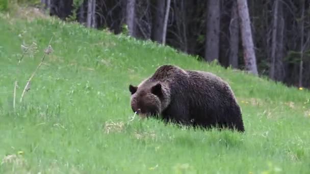 Grizzli Dans Désert Canadien — Video