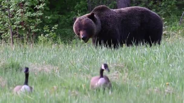 Grizzlybär Der Kanadischen Wildnis — Stockvideo