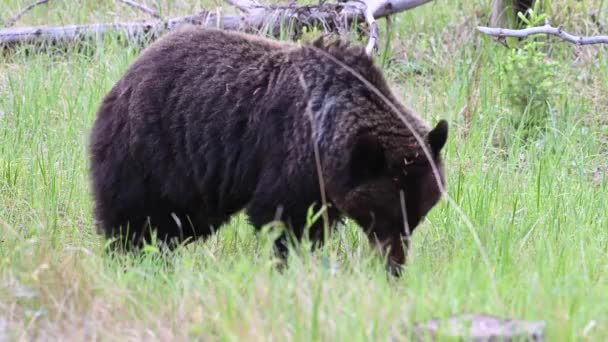 Grizzlybär Der Kanadischen Wildnis — Stockvideo