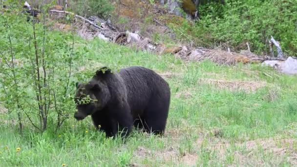 Niedźwiedź Grizzly Kanadyjskiej Dziczy — Wideo stockowe