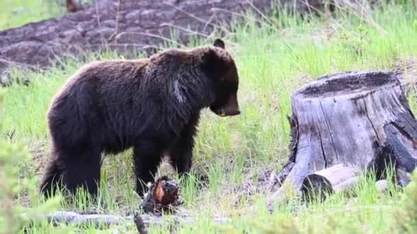Medvěd Grizzly Kanadské Divočině — Stock video