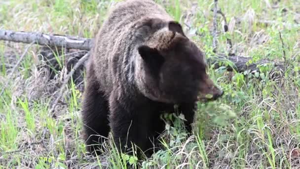 Oso Pardo Desierto Canadiense — Vídeo de stock