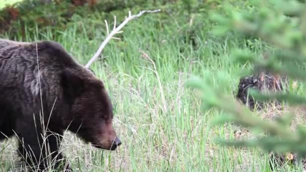 Oso Pardo Desierto Canadiense — Vídeo de stock