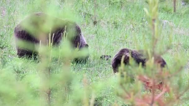 Oso Pardo Desierto Canadiense — Vídeo de stock